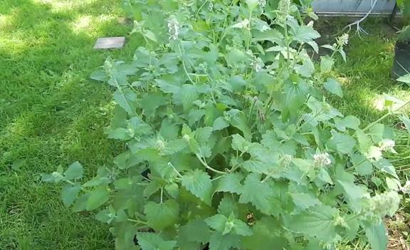 tanaman catnip pengusir nyamuk